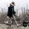 LE VIGNE DI ALICE - 